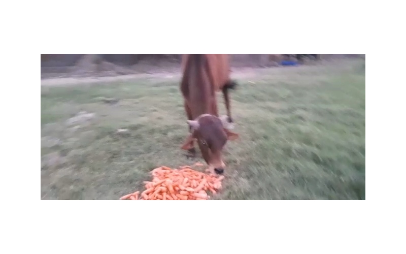 Nandi baba- Foot injured bleeding,... Nandi baba- Foot injured bleeding,...