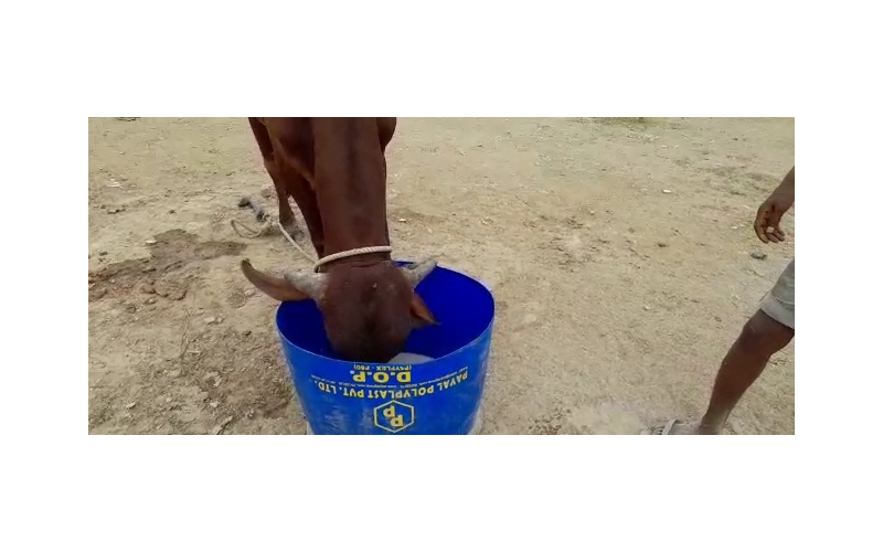 Nandi baba- Foot injured bleeding,... Nandi baba- Foot injured bleeding,...