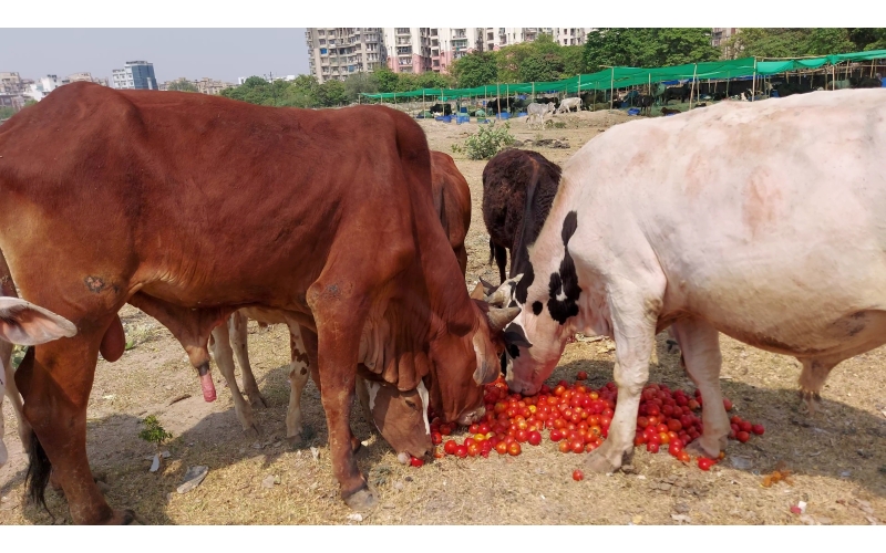 Nandi baba- Foot injured bleeding,... Nandi baba- Foot injured bleeding,...