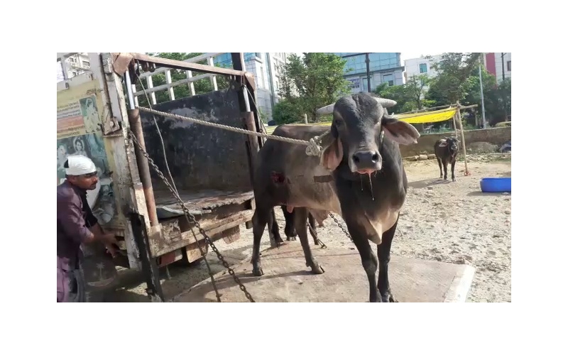 Nandi baba- sharp object attack wound... Nandi baba- sharp object attack wound...