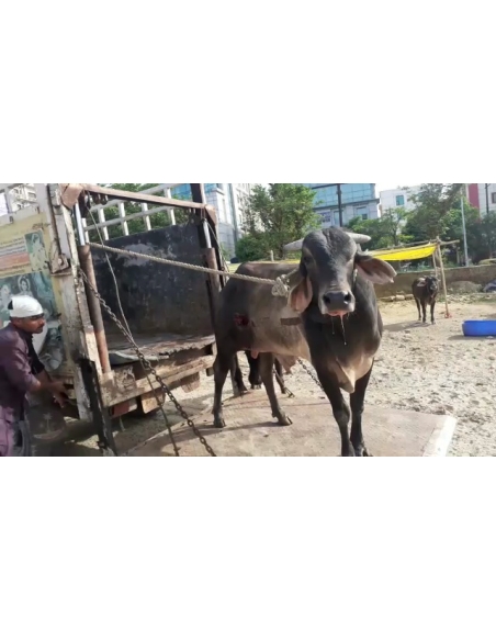 Nandi baba- sharp object attack wound stomach