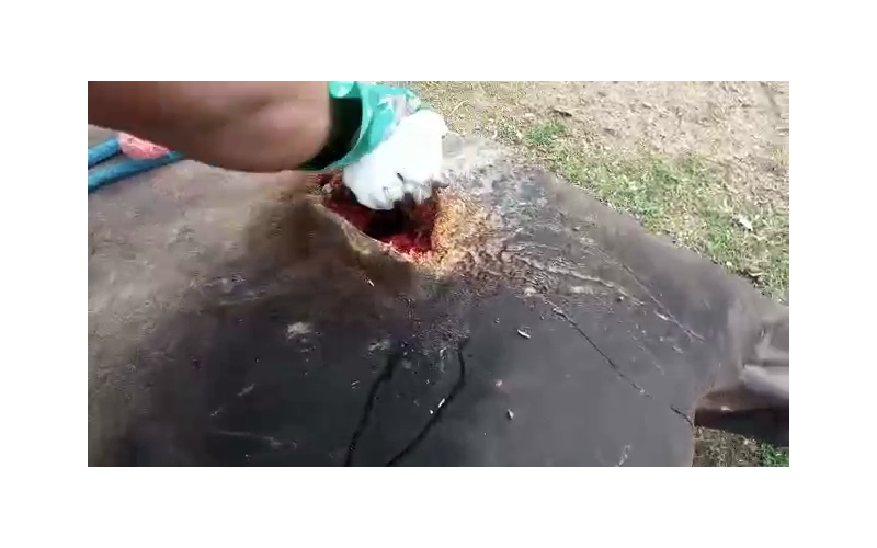 Nandi baba- sharp object attack wound... Nandi baba- sharp object attack wound...