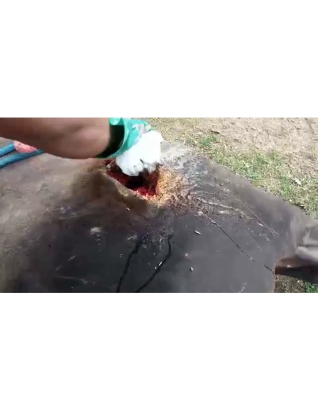 Nandi baba- sharp object attack wound stomach