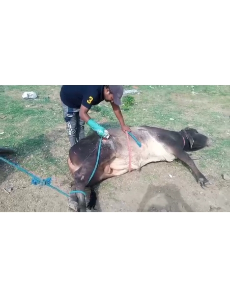 Nandi baba- sharp object attack wound stomach