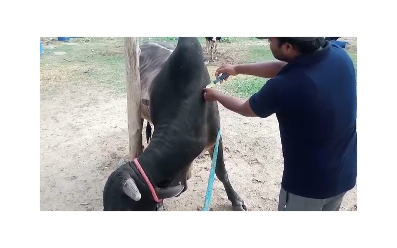 Nandi baba- sharp object attack wound... Nandi baba- sharp object attack wound...