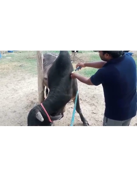 Nandi baba- sharp object attack wound stomach