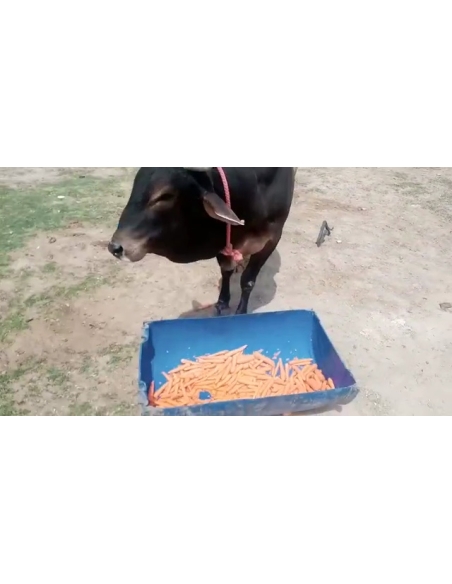 Nandi baba- sharp object attack wound stomach