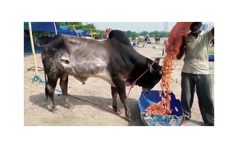 Nandi baba- sharp object attack wound... Nandi baba- sharp object attack wound...