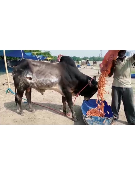 Nandi baba- sharp object attack wound stomach