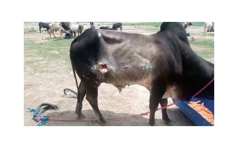 Nandi baba- sharp object attack wound... Nandi baba- sharp object attack wound...
