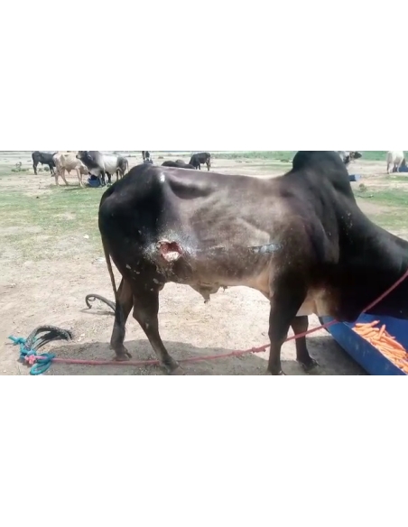 Nandi baba- sharp object attack wound stomach