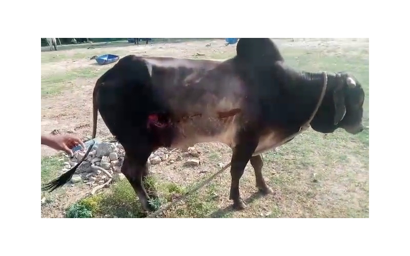 Nandi baba- sharp object attack wound... Nandi baba- sharp object attack wound...