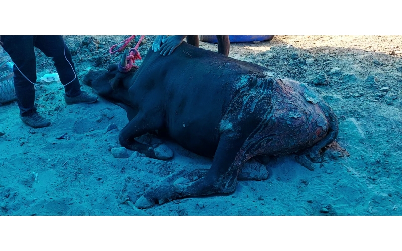 Acid Attacked Mahadev Nandi baba- Agra Acid Attacked Mahadev Nandi baba- Agra