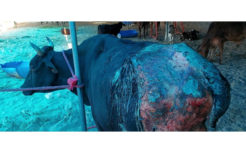 Acid Attacked Mahadev Nandi baba- Agra Acid Attacked Mahadev Nandi baba- Agra