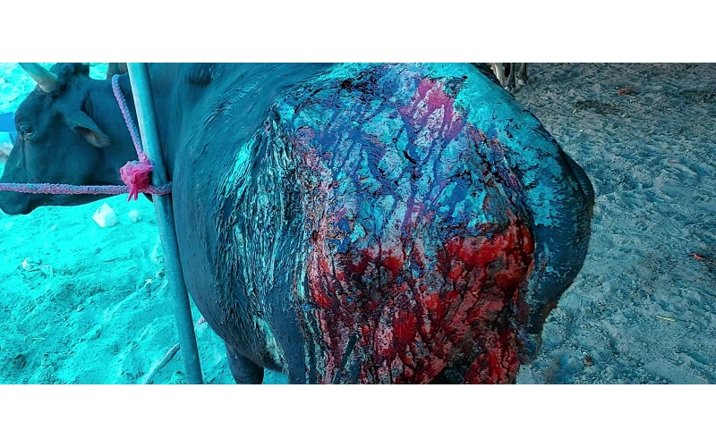 Acid Attacked Mahadev Nandi baba- Agra Acid Attacked Mahadev Nandi baba- Agra