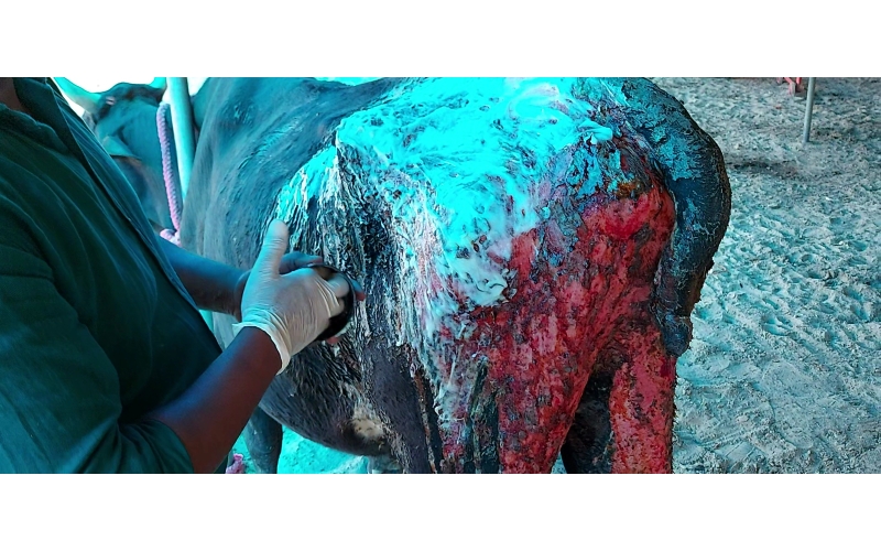 Acid Attacked Mahadev Nandi baba- Agra Acid Attacked Mahadev Nandi baba- Agra