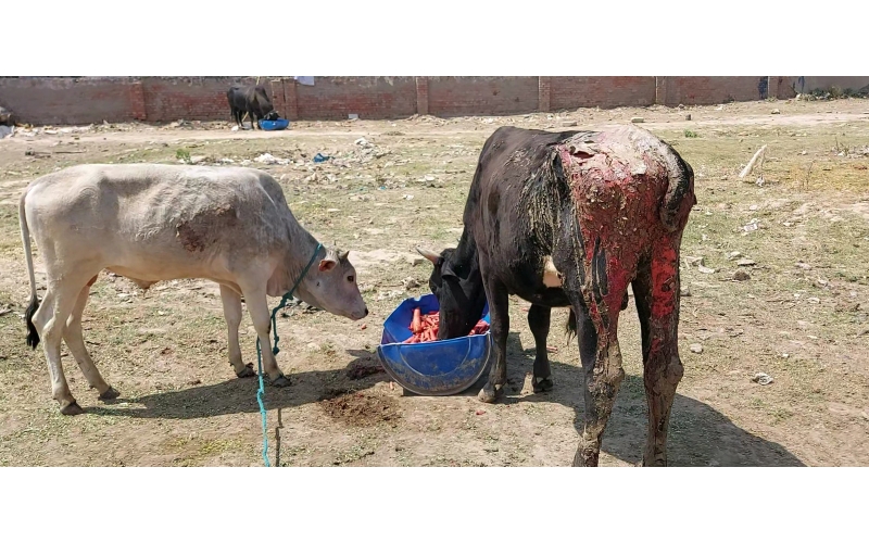 Acid Attacked Mahadev Nandi baba- Agra Acid Attacked Mahadev Nandi baba- Agra