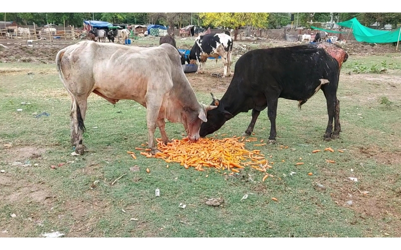 Acid Attacked Mahadev Nandi baba- Agra Acid Attacked Mahadev Nandi baba- Agra
