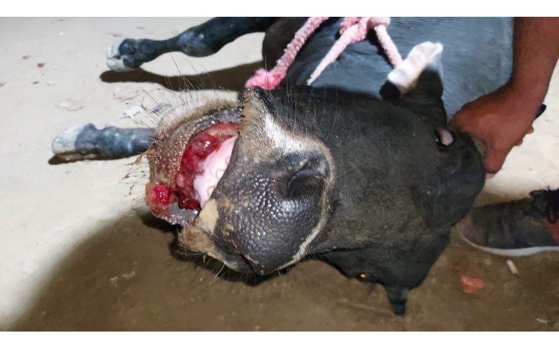 Gaumata baby - Mouth injured 100% ,... Gaumata baby - Mouth injured 100% ,...
