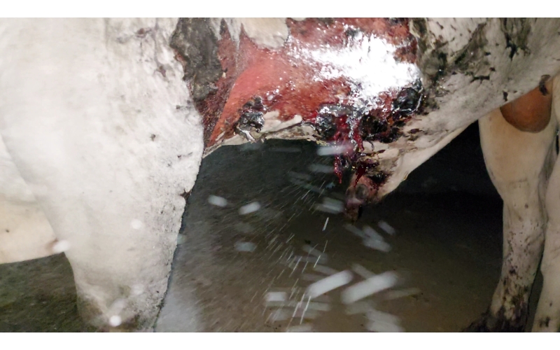 Acid Attacked Mahadev Nandi baba- Agra Acid Attacked Mahadev Nandi baba- Agra