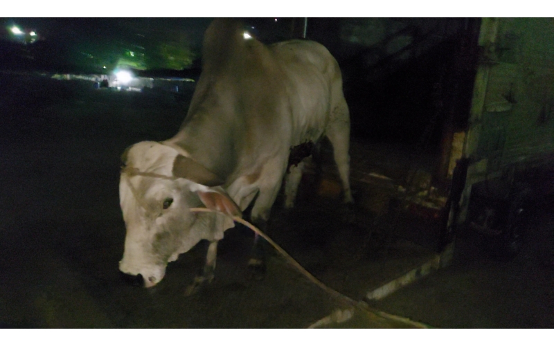 Acid Attacked Mahadev Nandi baba- Agra Acid Attacked Mahadev Nandi baba- Agra