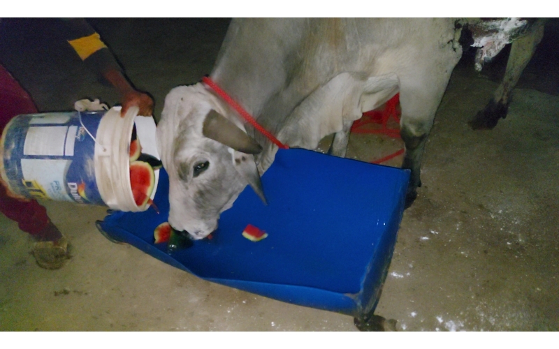 Acid Attacked Mahadev Nandi baba- Agra Acid Attacked Mahadev Nandi baba- Agra