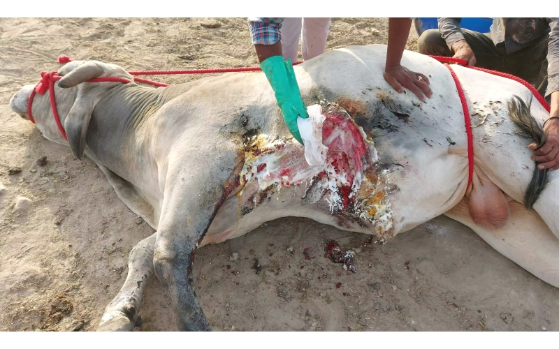 Acid Attacked Mahadev Nandi baba- Agra Acid Attacked Mahadev Nandi baba- Agra
