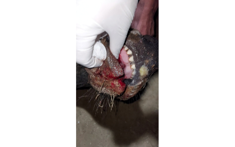 Gaumata baby - Mouth injured 100% ,... Gaumata baby - Mouth injured 100% ,...