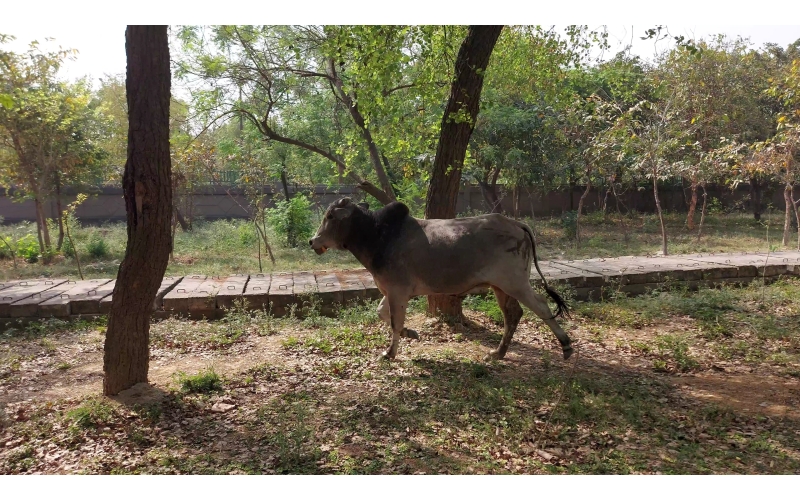 Nandi Baba - Steel tin stuck in mouth Nandi Baba - Steel tin stuck in mouth