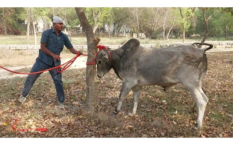 Nandi Baba - Steel tin stuck in mouth Nandi Baba - Steel tin stuck in mouth