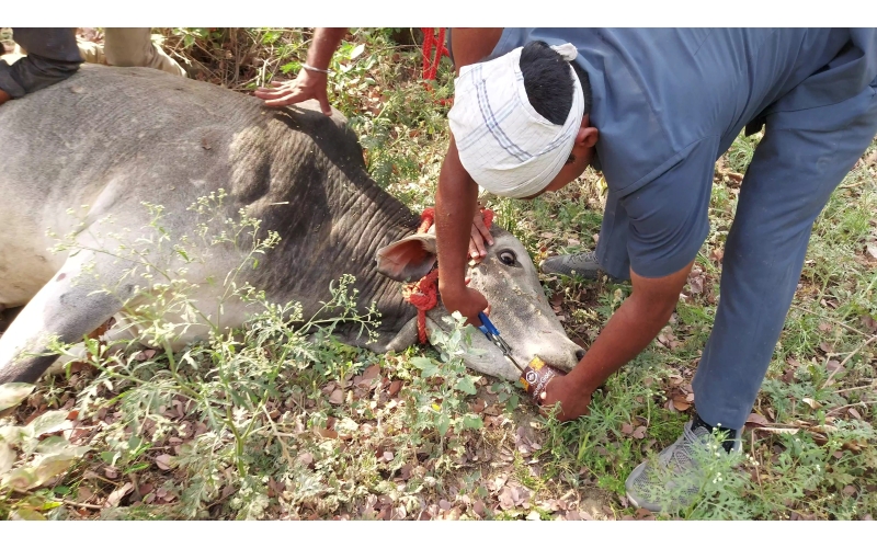 Nandi Baba - Steel tin stuck in mouth Nandi Baba - Steel tin stuck in mouth
