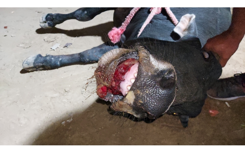 Gaumata baby - Mouth injured 100% ,... Gaumata baby - Mouth injured 100% ,...