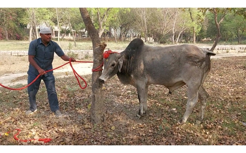 Nandi Baba - Steel tin stuck in mouth Nandi Baba - Steel tin stuck in mouth