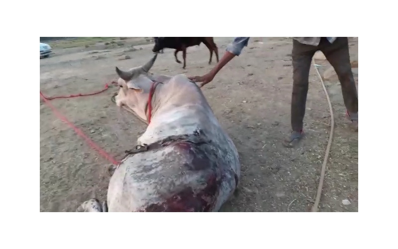 Acid attacked Nandi Baba- Sector 122... Acid attacked Nandi Baba- Sector 122...