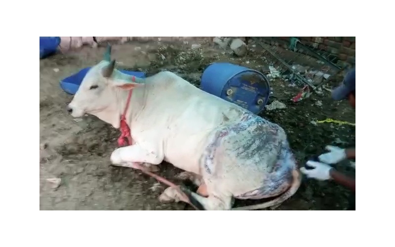 Acid attacked Nandi Baba- Sector 122... Acid attacked Nandi Baba- Sector 122...