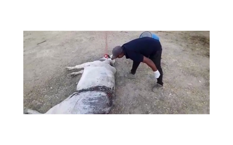 Acid attacked Nandi Baba- Sector 122... Acid attacked Nandi Baba- Sector 122...