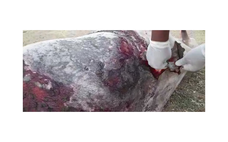 Acid attacked Nandi Baba- Sector 122... Acid attacked Nandi Baba- Sector 122...