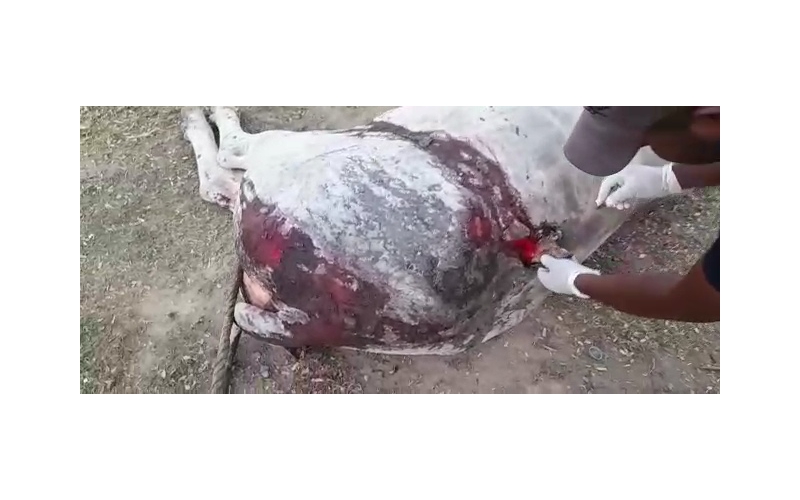 Acid attacked Nandi Baba- Sector 122... Acid attacked Nandi Baba- Sector 122...