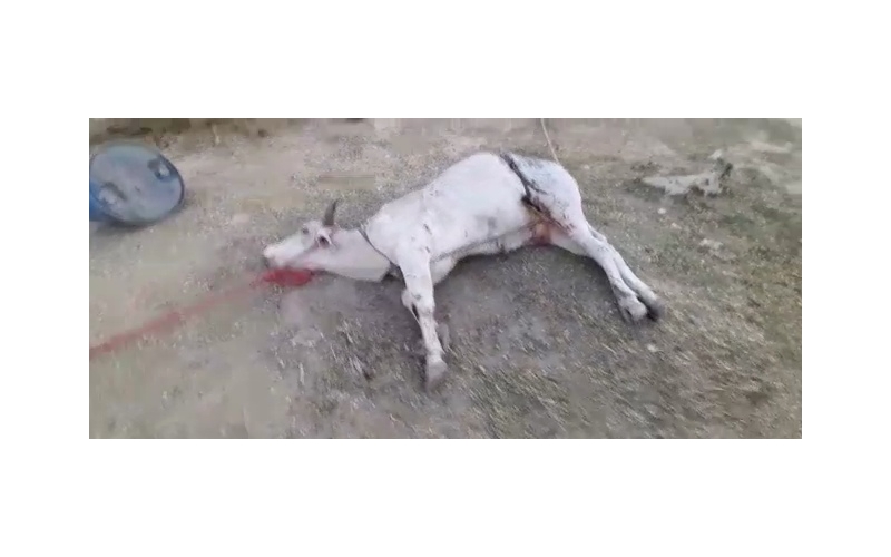 Acid attacked Nandi Baba- Sector 122... Acid attacked Nandi Baba- Sector 122...