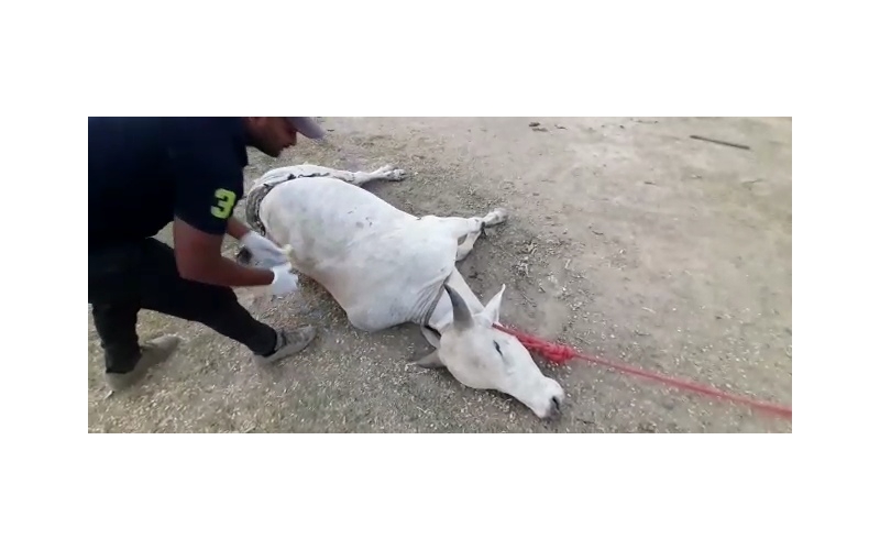 Acid attacked Nandi Baba- Sector 122... Acid attacked Nandi Baba- Sector 122...