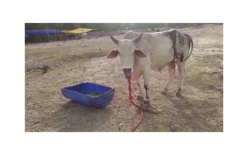 Acid attacked Nandi Baba- Sector 122... Acid attacked Nandi Baba- Sector 122...