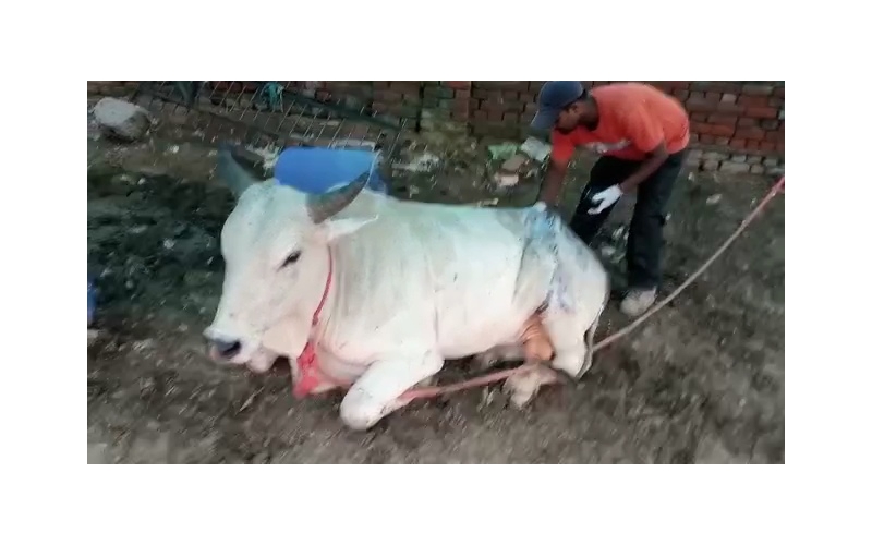 Acid attacked Nandi Baba- Sector 122... Acid attacked Nandi Baba- Sector 122...