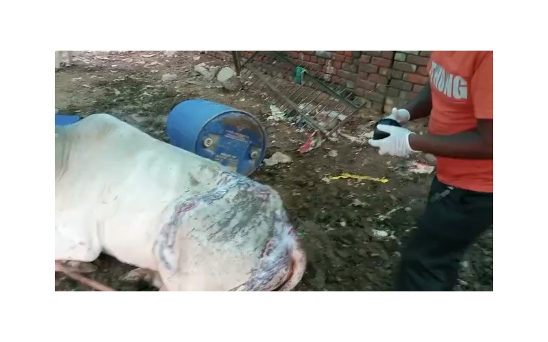 Acid attacked Nandi Baba- Sector 122... Acid attacked Nandi Baba- Sector 122...