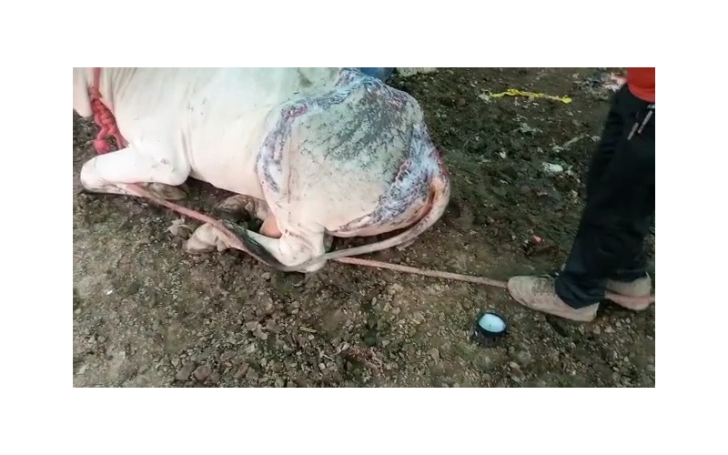 Acid attacked Nandi Baba- Sector 122... Acid attacked Nandi Baba- Sector 122...