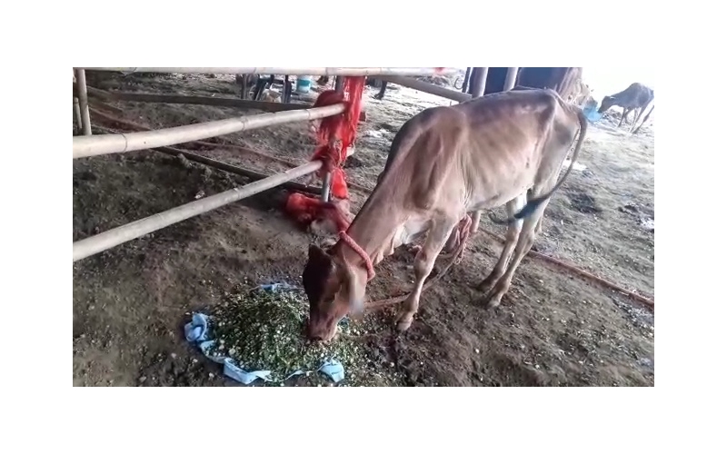 Baby Gaumata leg injured maggots wounds