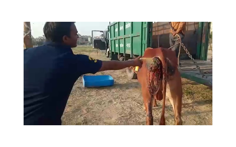 Nandi baba deep wound Hip Nandi baba deep wound Hip