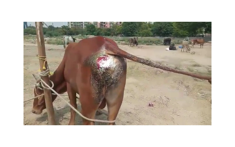Nandi baba deep wound Hip Nandi baba deep wound Hip