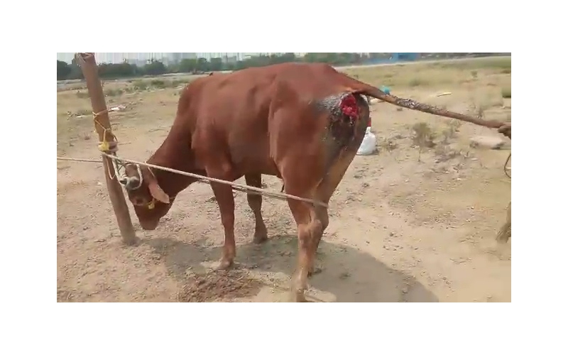 Nandi baba deep wound Hip Nandi baba deep wound Hip