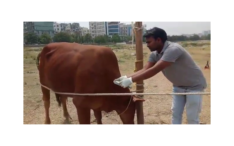 Nandi baba deep wound Hip Nandi baba deep wound Hip