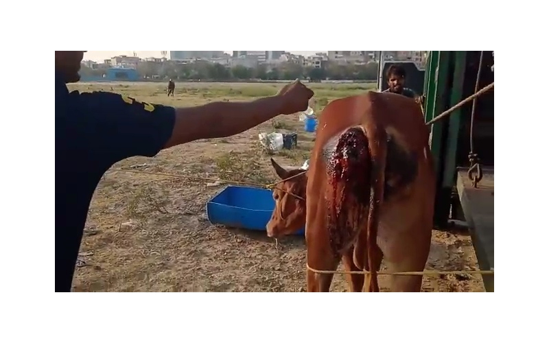 Nandi baba deep wound Hip Nandi baba deep wound Hip